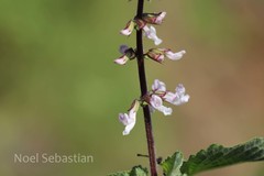 Orthosiphon thymiflorus